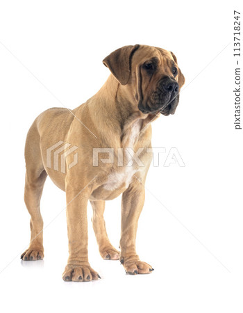 African boerboel in studio African boerboel in studio 113718247