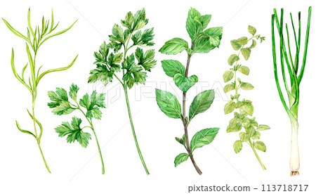 Watercolor collection of fresh herbs isolated: mint, tarragon, parsley, oregano, thyme, green onion. Kitchen herbs isolated on a white background. Fragrant Proven al spices for Mediterranean cuisine. 113718717