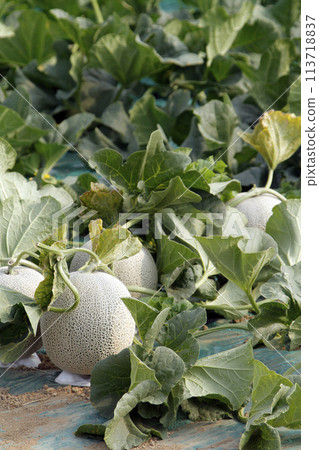Furano Melon Field Melon Field Greenhouse-grown Melon Muskmelon Red-fleshed Melon 113718837