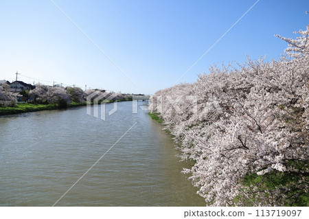 春天，埼玉縣蓮田市本荒川兩岸盛開的染井吉野櫻花 113719097