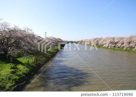 春天，埼玉縣蓮田市本荒川兩岸盛開的染井吉野櫻花 113719098