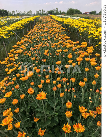 The vibrant chrysanthemum in the local farm. 113719515