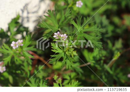 Small pink flowers of the American geranium blooming on a roadside in spring in Japan 113719635