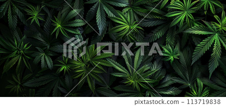 An intricate array of cannabis leaves in varying shades of green creates a natural and rich texture on a dim background. 113719838