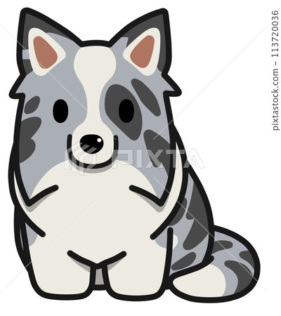 Sitting Border Collie (Blue Merle) with upright ears Sitting Border Collie (Blue Merle) with upright ears 113720036