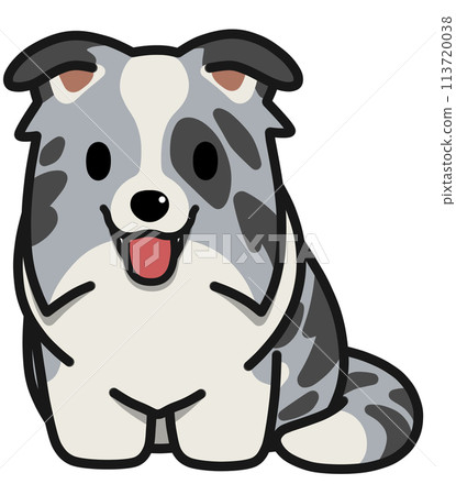 Smiling sitting Border Collie (Blue Merle) with droopy ears 113720038