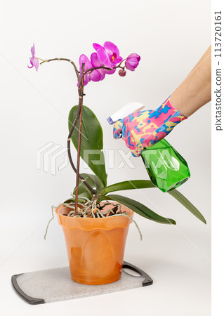 Woman sprays orchids in flower pot. Taking care for house plants. 113720161
