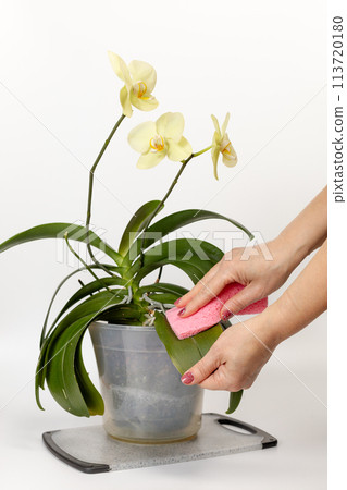 Woman cleans leaves of phalaenopsis orchid flowers with the white background. 113720180