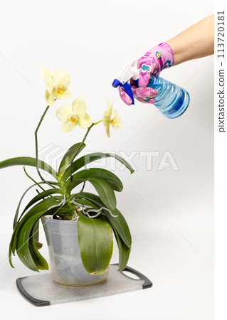 Woman sprays orchids in flower pot. Taking care for house plants. 113720181