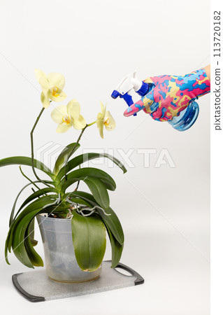 Woman sprays orchids in flower pot. Taking care for house plants. 113720182