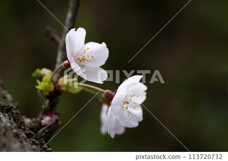 Close-up of cherry blossom petals 113720732
