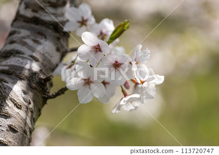 櫻花花瓣特寫素材 113720747