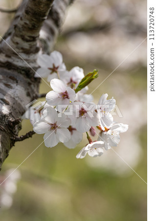 櫻花花瓣特寫素材 櫻花花瓣特寫素材 113720748