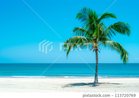 A single palm tree stands tall on sandy beach... - Stock Illustration ...