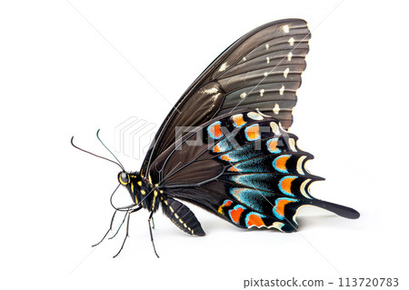 Beautiful Spicebush Swallowtail Papilio troilus butterfly isolated on a white background. Side view Beautiful Spicebush Swallowtail Papilio troilus butterfly isolated on a white background. Side view 113720783