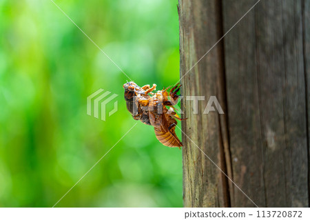 A cicada about to emerge from its shell A cicada about to emerge from its shell 113720872