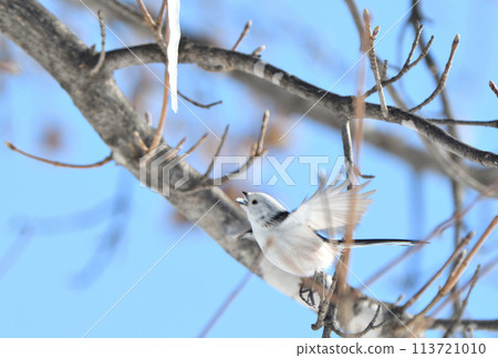 冬天，北海道的一個公園裡，一隻長尾山雀盤旋並舔著楓樹冰柱 113721010