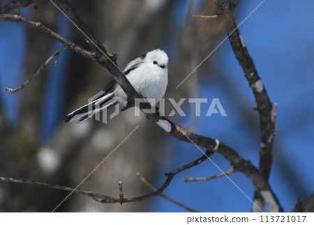 Long-tailed tit perches on a tree in a park in Hokkaido in winter 113721017