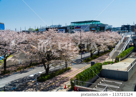 Tokyo: Cherry blossoms in full bloom at Ajinomoto Stadium Street Tokyo: Cherry blossoms in full bloom at Ajinomoto Stadium Street 113721124