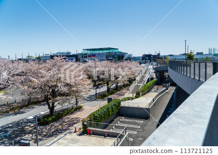 Tokyo: Cherry blossoms in full bloom at Ajinomoto Stadium Street 113721125