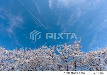 Copy space of Yoshino cherry tree in full bloom and blue sky 113721382