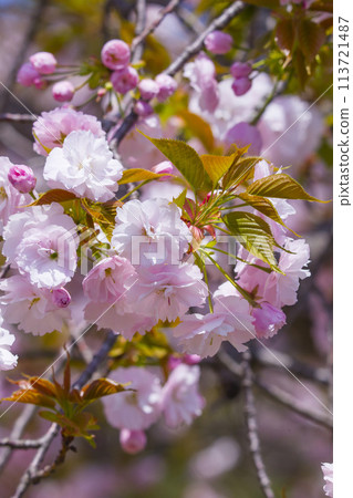 Yaezakura cherry blossoms in full bloom 113721487