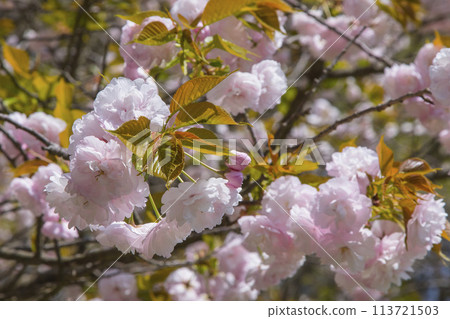 八重櫻盛開 113721503