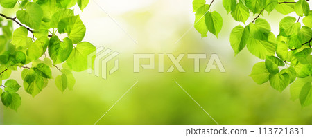Summer banner background. Panorama with fresh green leaves, natural greenery Summer banner background. Panorama with fresh green leaves, natural greenery 113721831