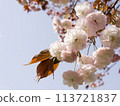 Yaezakura that shines in the blue sky 113721837