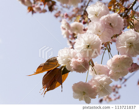 Yaezakura that shines in the blue sky Yaezakura that shines in the blue sky 113721837