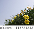 Blue sky and daffodil 113721838