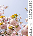 Yaezakura that shines in the blue sky 113721839