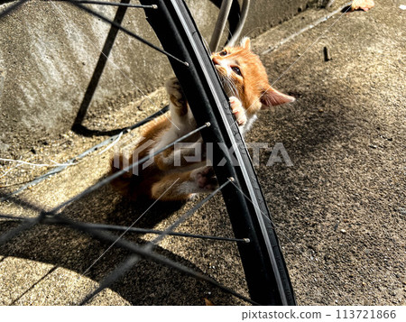Kitten chewing on tire 113721866