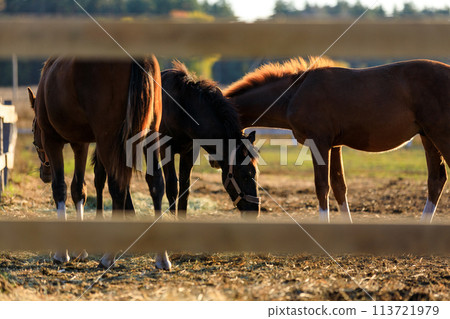 Group of young horses grazing grass at ranch 113721979