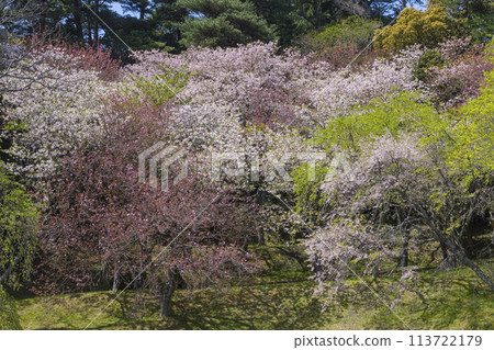 鳥取縣青島櫻花盛開的春天公園風景 鳥取縣青島櫻花盛開的春天公園風景 113722179