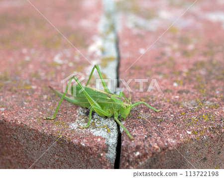 Bright green locust Tettigonia cantans on the concrete surface. Insect in the urban space Bright green locust Tettigonia cantans on the concrete surface. Insect in the urban space 113722198