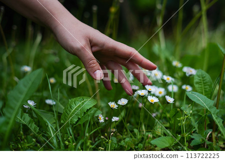 A woman's hand and spring flowers chamomile. green nature background 113722225