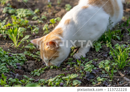 Cat in the Field - Mysterious Discovery - 113722228