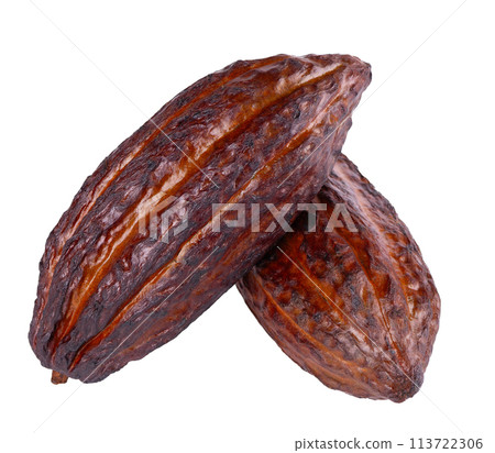 Fresh cacao fruits isolated on white background. Dark red cocoa pods. Clipping path. 113722306