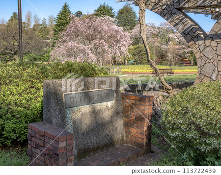 春天的里美公園、石碑和河野台城遺址的垂枝櫻花(千葉縣市川市) 春天的里美公園、石碑和河野台城遺址的垂枝櫻花(千葉縣市川市) 113722439