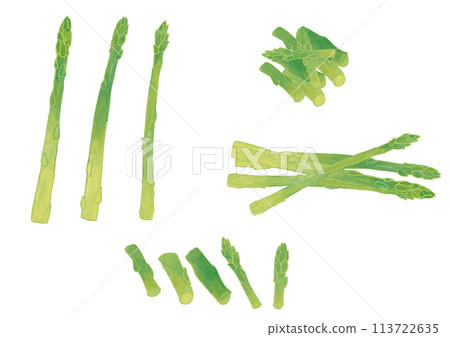 Watercolor style asparagus set 113722635