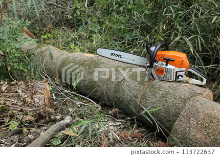 A large white oak tree cut into logs with a chainsaw 113722637