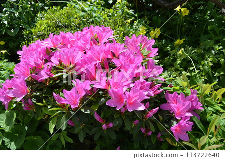 杜鵑花紅色的花 杜鵑花紅色的花 113722640