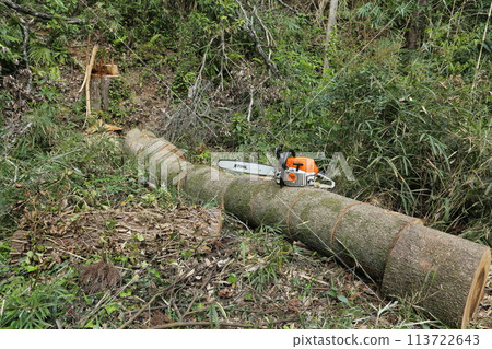 A large white oak tree cut into logs with a chainsaw 113722643