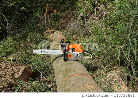 用電鋸將一棵大白橡木切成碎片 113722651