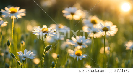 Spring flowers emerging gently, a burst of life in a minimalist landscape. Softly out of focus, lending an ethereal charm 113723572