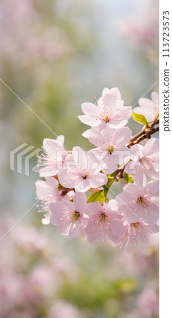 Cherry blossom in full bloom against stark minimalist landscape. Soft spring breeze brings petals to life Cherry blossom in full bloom against stark minimalist landscape. Soft spring breeze brings petals to life 113723573