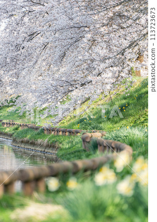 [Shonai scenery] Cherry blossoms at Koide Numa Waterfront Park (Shonai Town, Yamagata Prefecture) 113723673