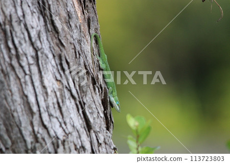 Green anole perched upside down on a tree Green anole perched upside down on a tree 113723803