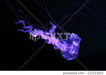 Black sea nettle, Chrysaora achlyos swimming in dark water of aquarium tank 113723815